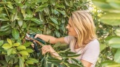 Bosch EasyPrune Accu Snoeischaar - 3.6 V Accu - USB 16 Bosch EasyPrune Accu Snoeischaar - 3.6 V Accu - USB -Tuingereedschaps Winkel 1200x675