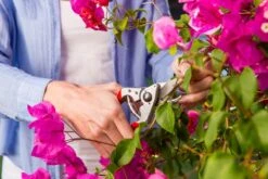 Felco 14 Snoeischaar | Ergonomisch | Voor Kleine Handen 7 Felco 14 Snoeischaar | Ergonomisch | Voor Kleine Handen -Tuingereedschaps Winkel 1200x800 61