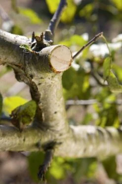 GARDENA - Comfort - Hefboomsnoeischaar Smartcut - Snoeischaar - Takdikte Max. 22 Mm -Tuingereedschaps Winkel 799x1200 10